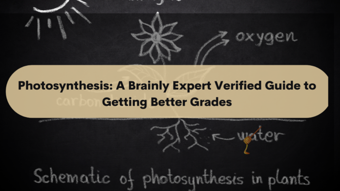 photosynthesis brainly expert verified